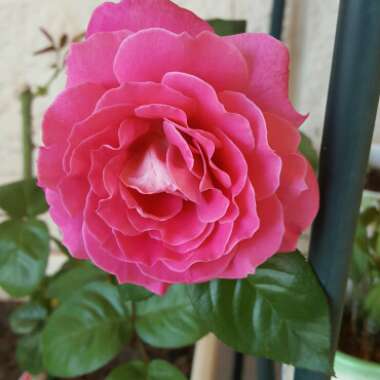 Rose 'Baronne Edmond de Rothschild' (Hybrid Tea)