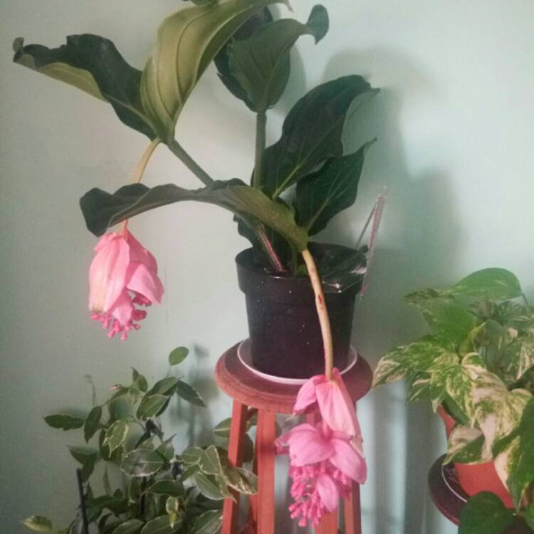 plant image 1031993