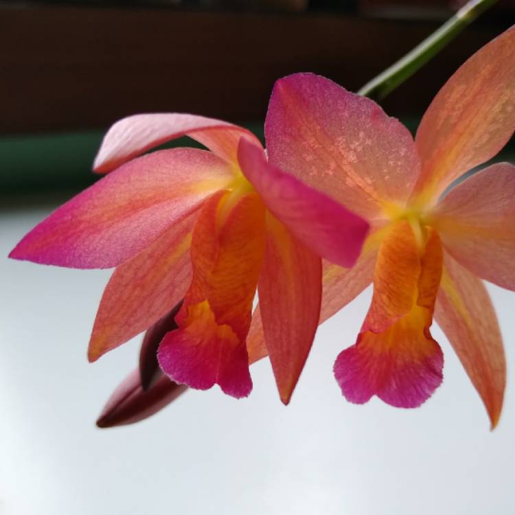 plant image 1264429
