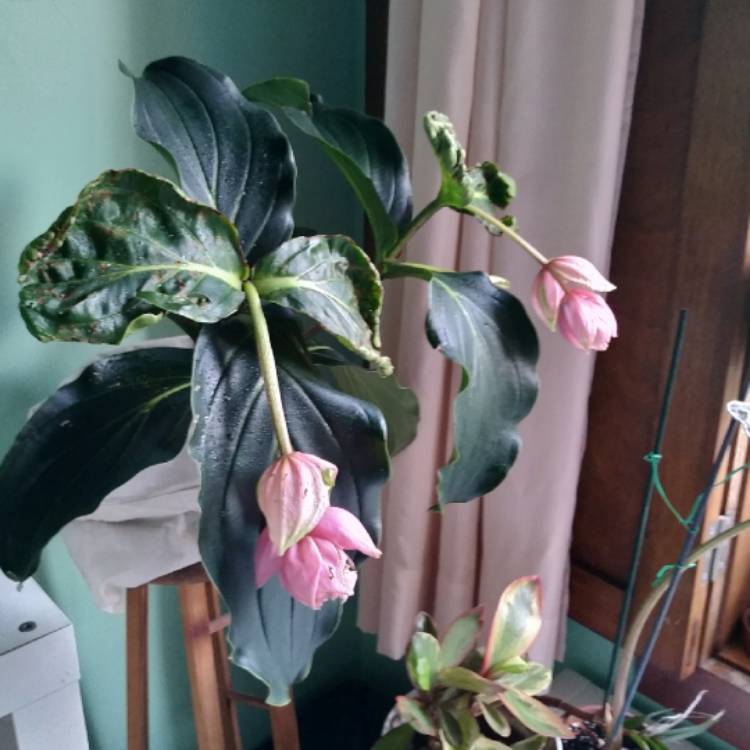 Plant image Medinilla magnifica