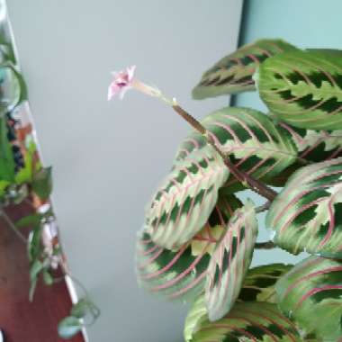 Maranta leuconeura 'Fascinator Tricolour'