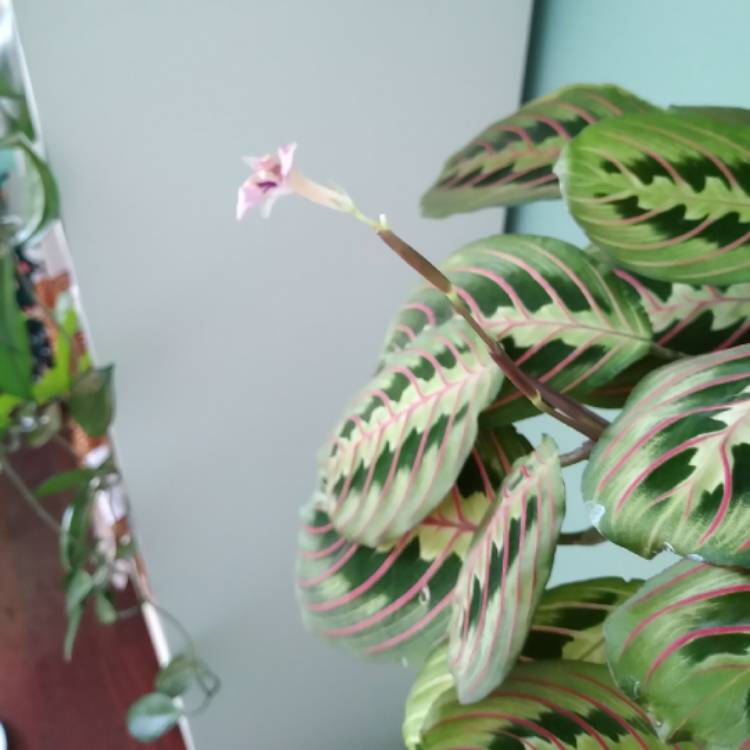 plant image 1405913 plant image 1405913