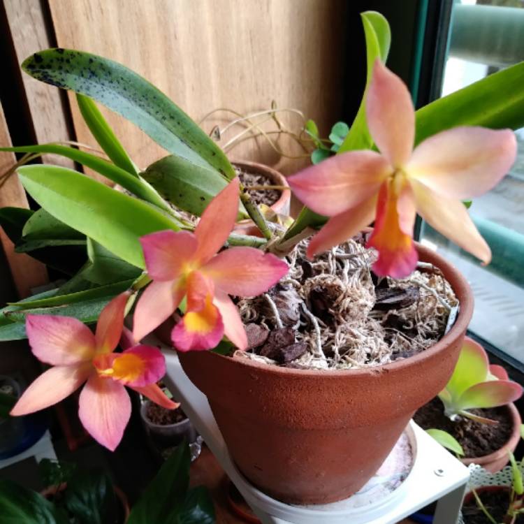 plant image 1409834