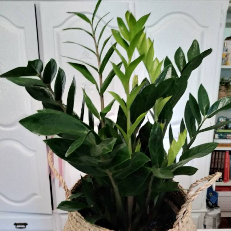 plant image 1409836