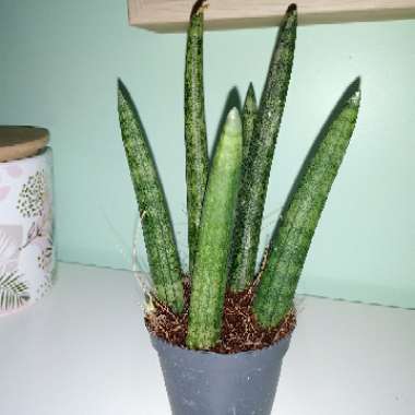Sansevieria cylindrica