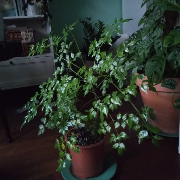 plant image 1467644