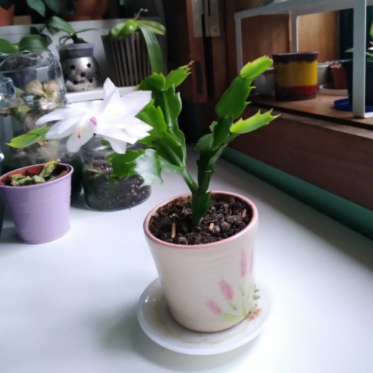 plant image 1467647