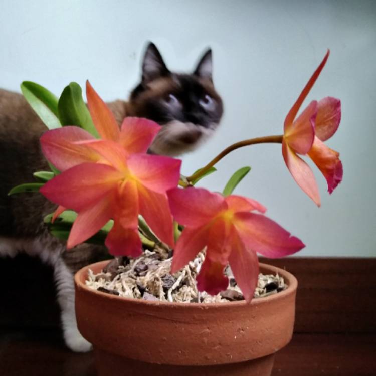 plant image 1478460