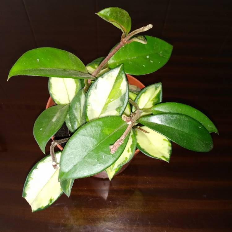 Plant image Hoya Carnosa 'Tricolor'