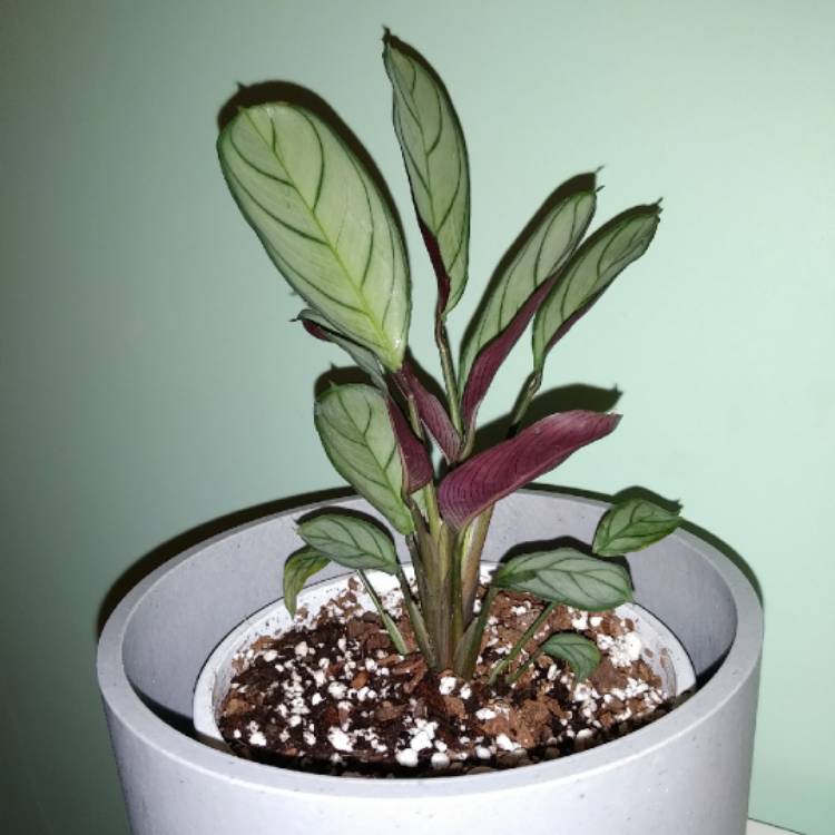 plant image 1490023