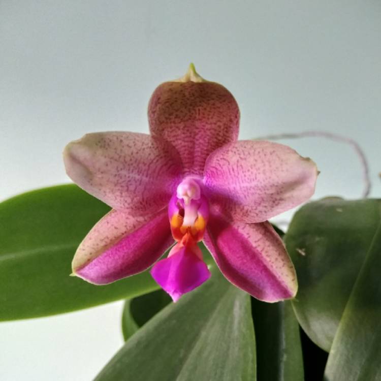 Plant image Phalaenopsis 'Liodoro'