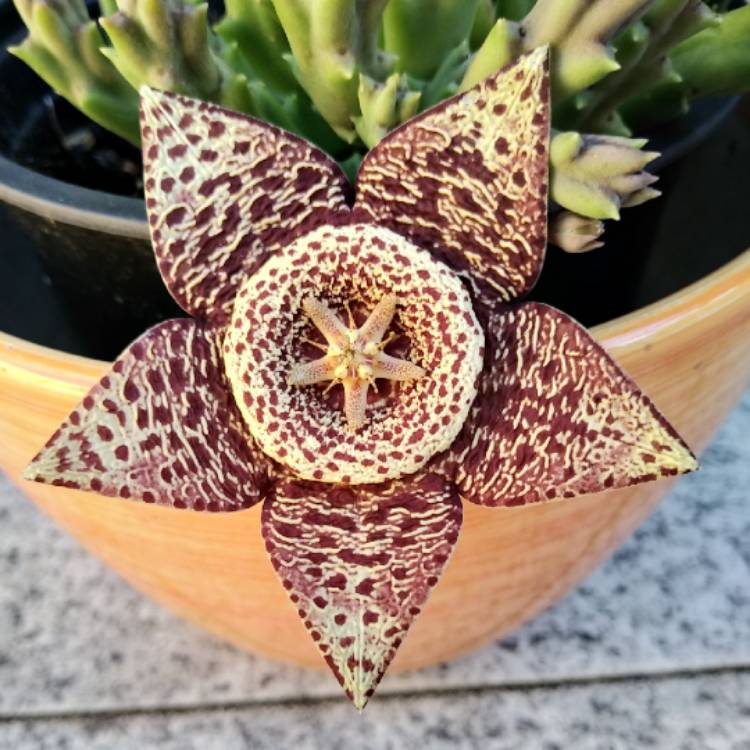 plant image 1528029