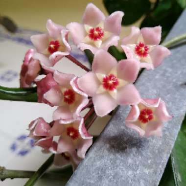 Hoya Carnosa