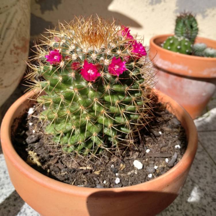 Plant image Mammillaria pilcayensis