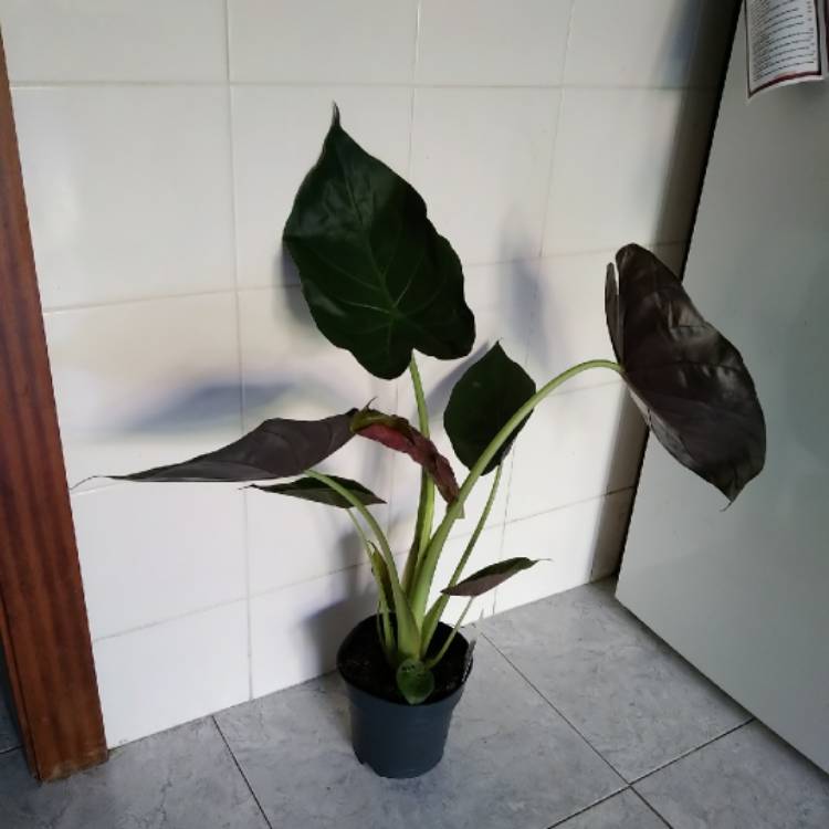 Plant image Alocasia Wentii