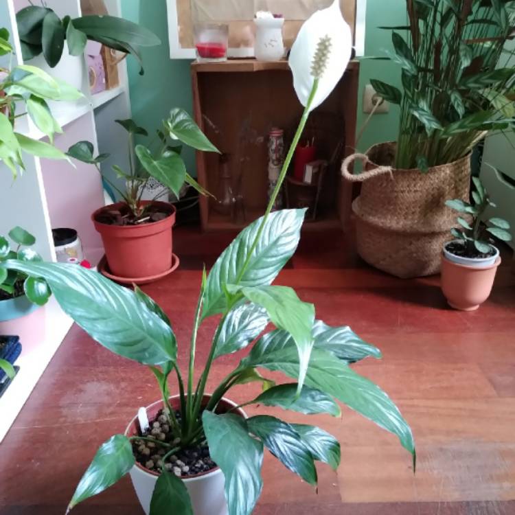 Plant image Spathiphyllum kochii