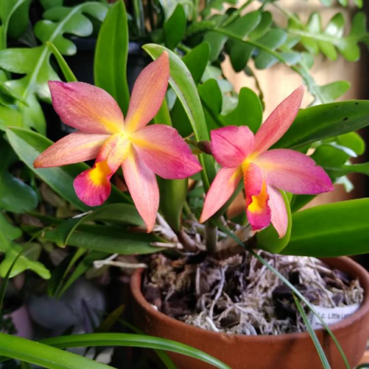 plant image 1565358