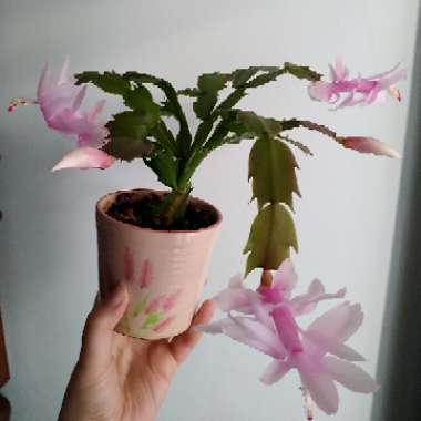 Schlumbergera truncata Malissa