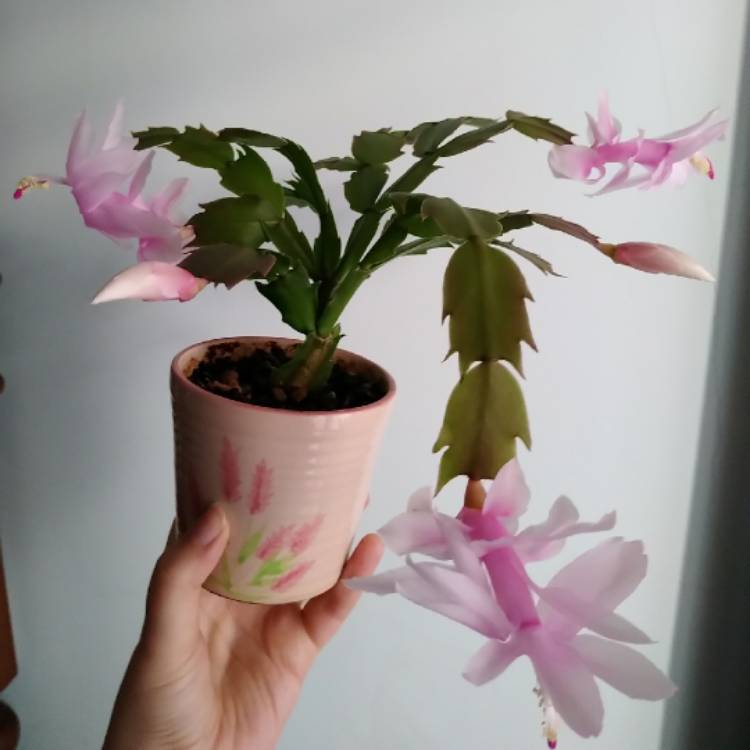 Plant image Schlumbergera truncata Malissa