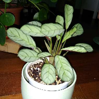 Ctenanthe burle-marxii 'Amagris'