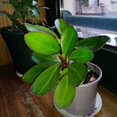 Red Margin Peperomia