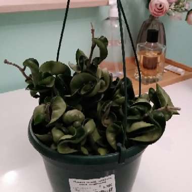 Hoya carnosa 'Compacta'