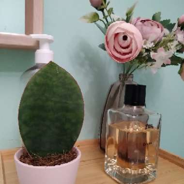 Sansevieria masoniana