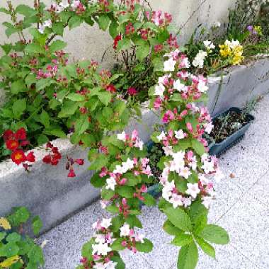Celina's garden