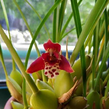 Maxillaria tenuifolia