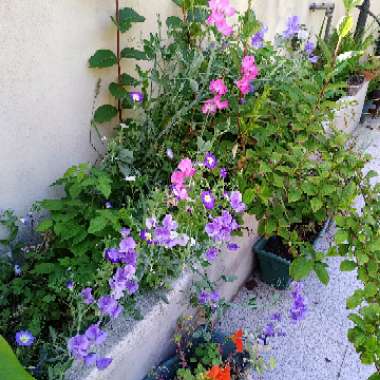 Celina's garden