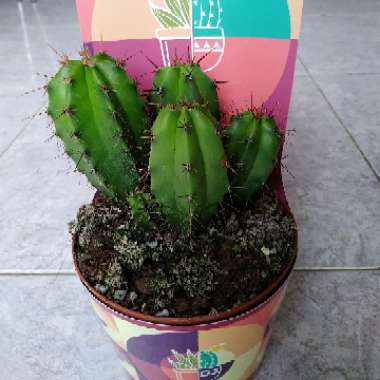 Celina's garden