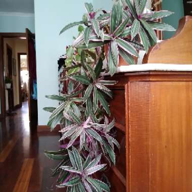 Moses-in-the-Cradle 'Versicolor'