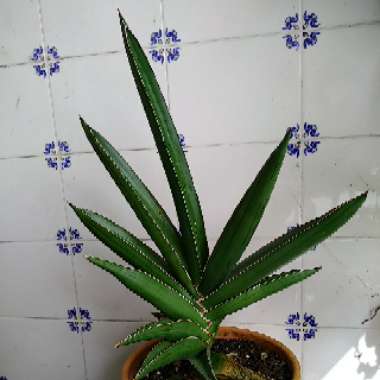 Dracaena hanningtonii