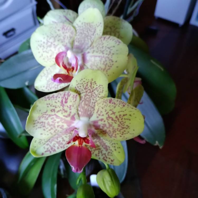 plant image 1663970