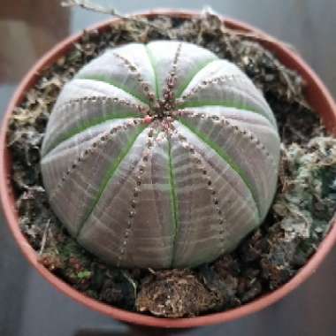 Euphorbia Obesa