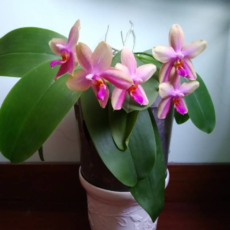 plant image 1671686
