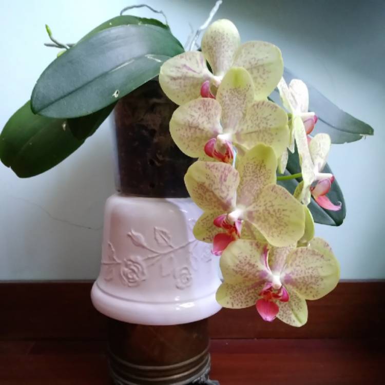 Plant image Phalaenopsis Hybrid