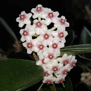 Wax Flower