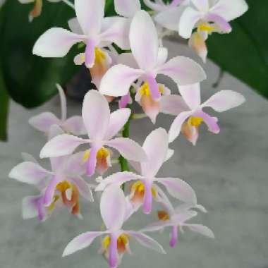 Phalaenopsis Equestris