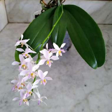 Phalaenopsis Equestris
