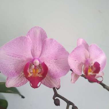 Phalaenopsis Hybrid