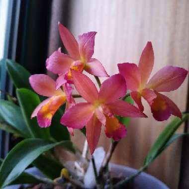 Laeliocattleya Little Lemon Drop X Cattleytonia Why Not