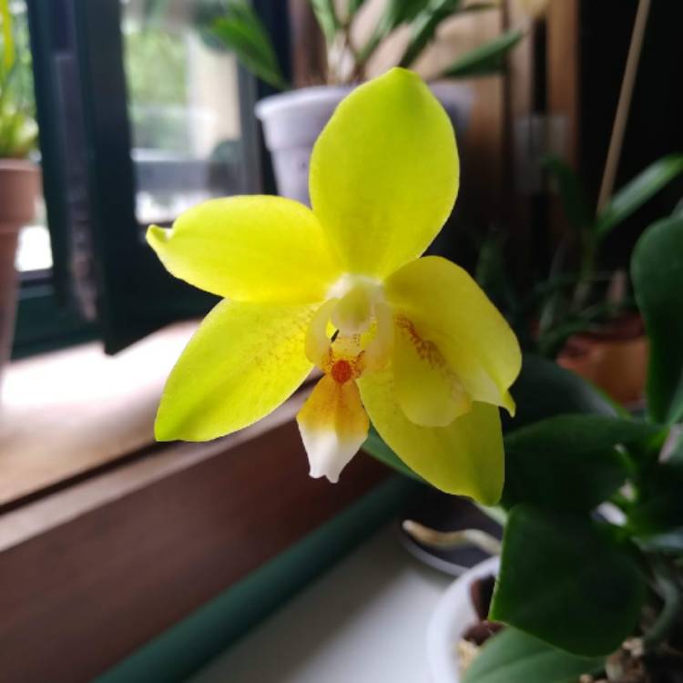 Plant image Phalaenopsis Hybrid