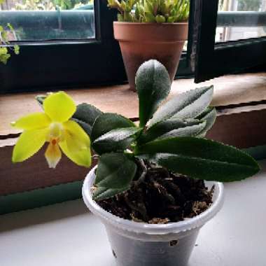 Hybrid Moth Orchid