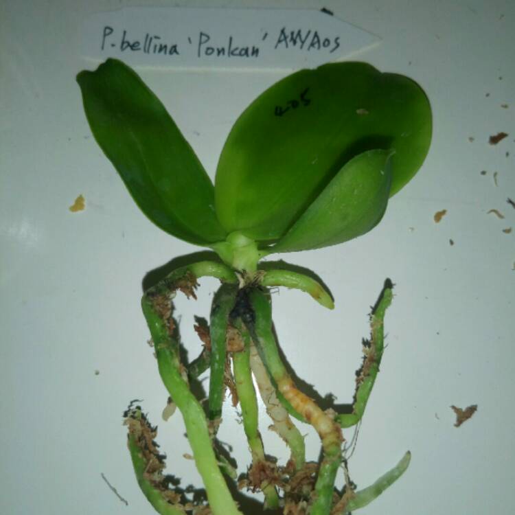 plant image 862849