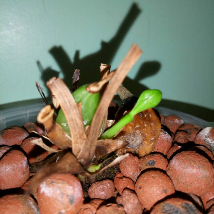 Plant image Zygopetalum