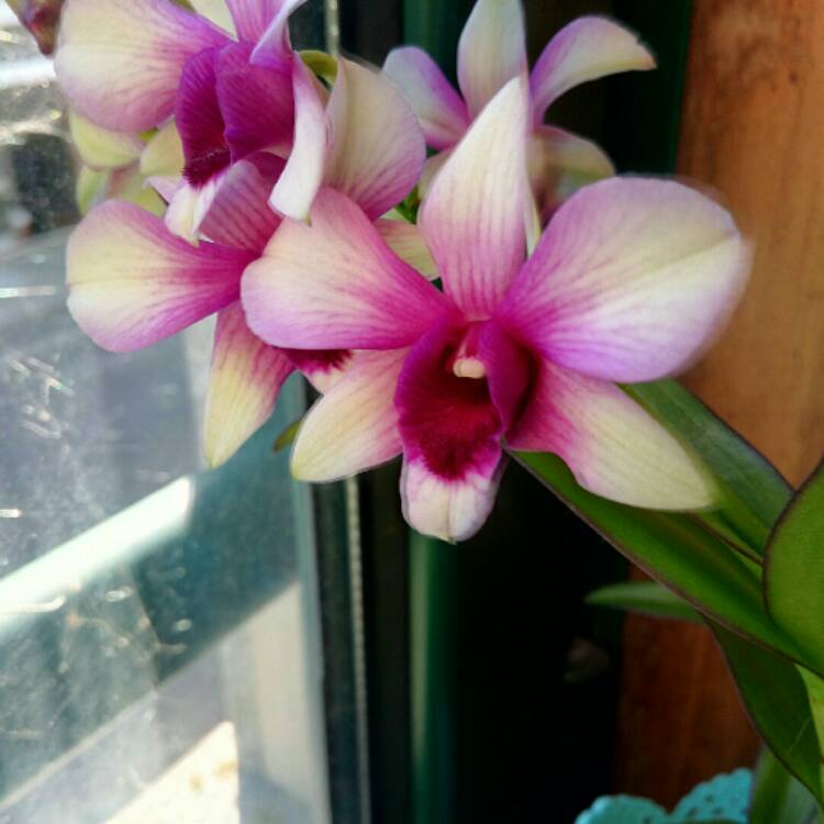 Plant image Dendrobium 'Polar Fire'