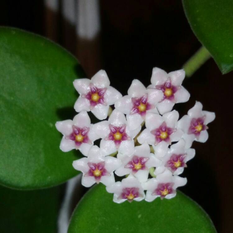 Plant image Hoya nummularioides