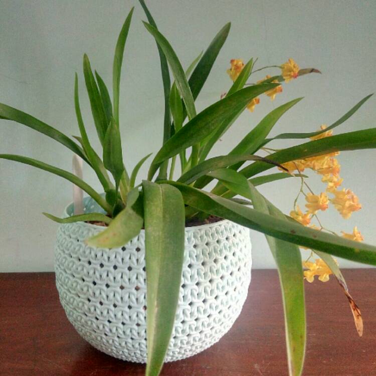 Plant image Oncidium Twinkle Yellow Fantasy