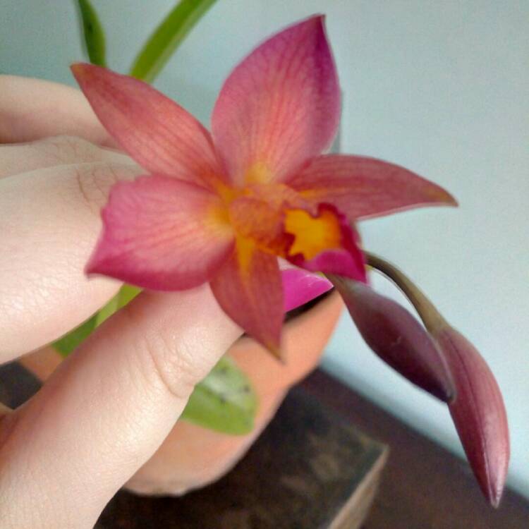 plant image 957284